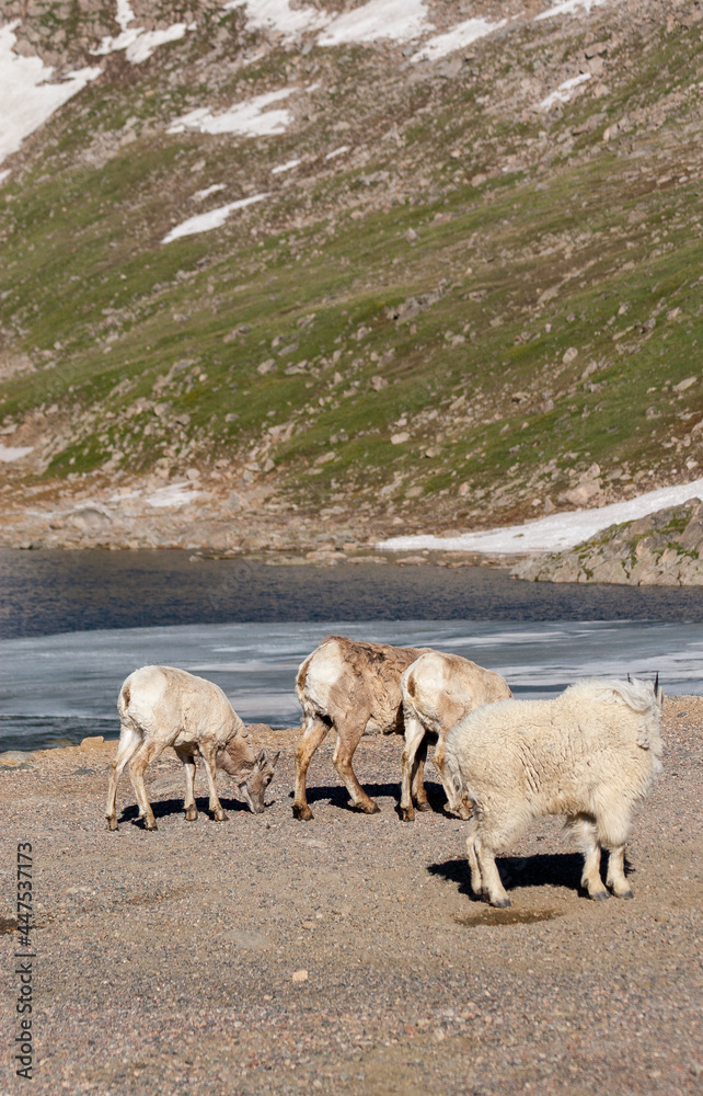 Obraz premium Mountain Goat and Bighorn Sheep in Colorado