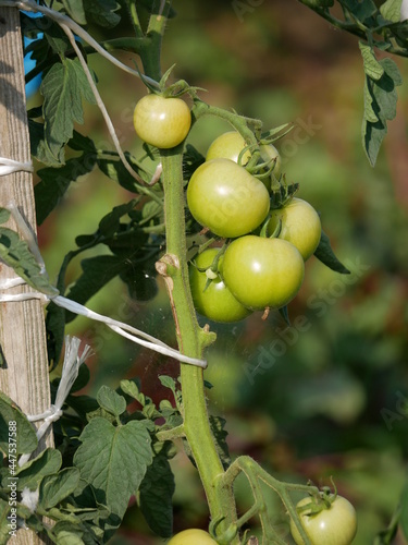 Zielony pomidor
