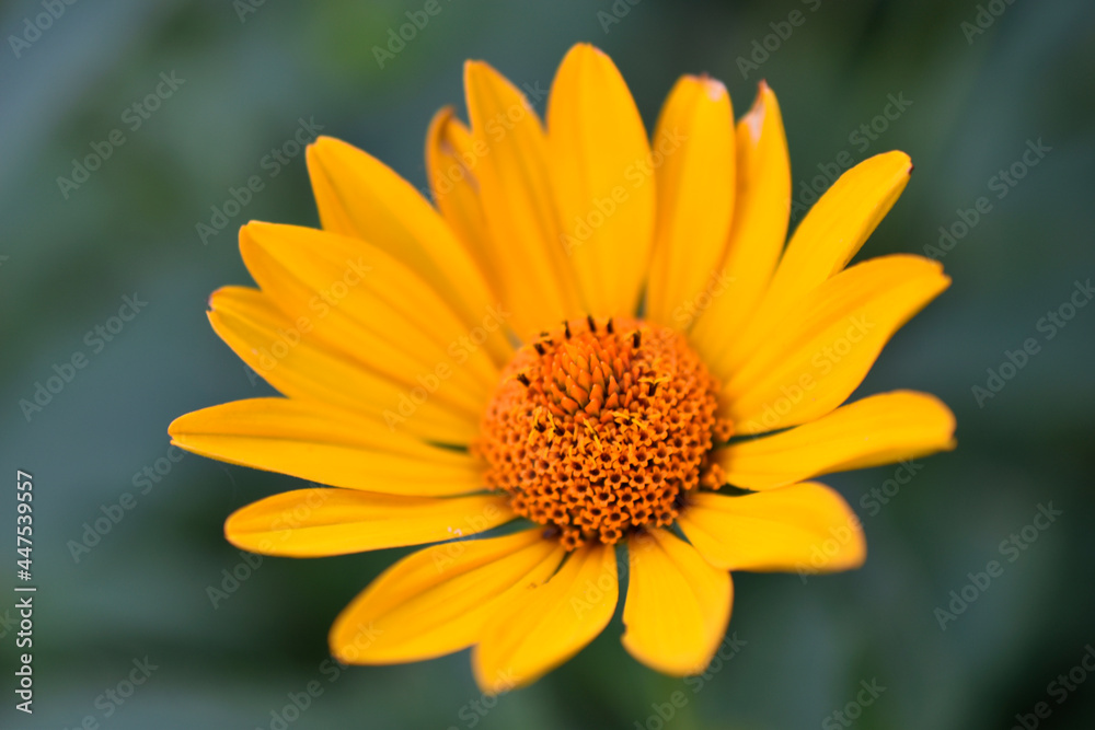 yellow chamomile heliopsis in the garden on a bush yellow chamomile heliopsis in the garden on a bush
