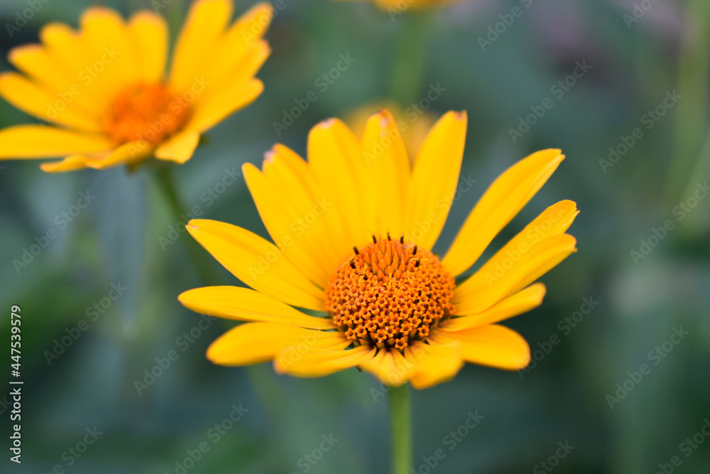 yellow chamomile heliopsis in the garden on a bush yellow chamomile heliopsis in the garden on a bush