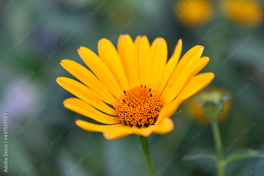 yellow chamomile heliopsis in the garden on a bush yellow chamomile heliopsis in the garden on a bush
