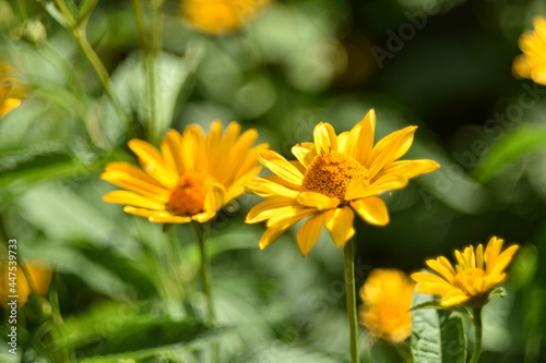 yellow chamomile heliopsis in the garden on a bush