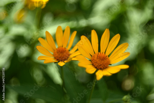 yellow chamomile heliopsis in the garden on a bush