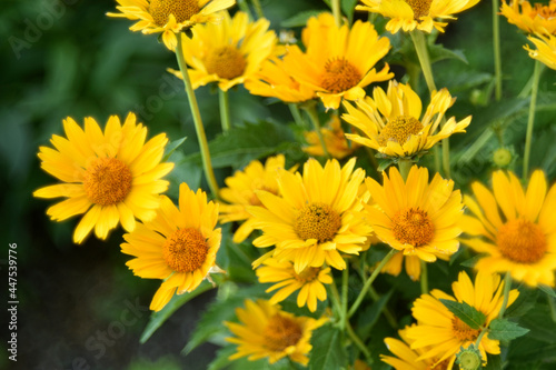 yellow chamomile heliopsis in the garden on a bush