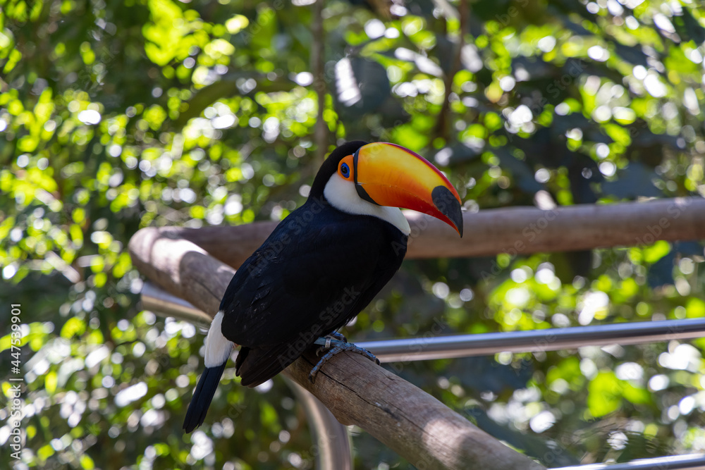 Pássaro Tucano de bico amarelo em primeiro plano com fundo desfocado Pássaro Tucano de bico amarelo em primeiro plano com fundo desfocado