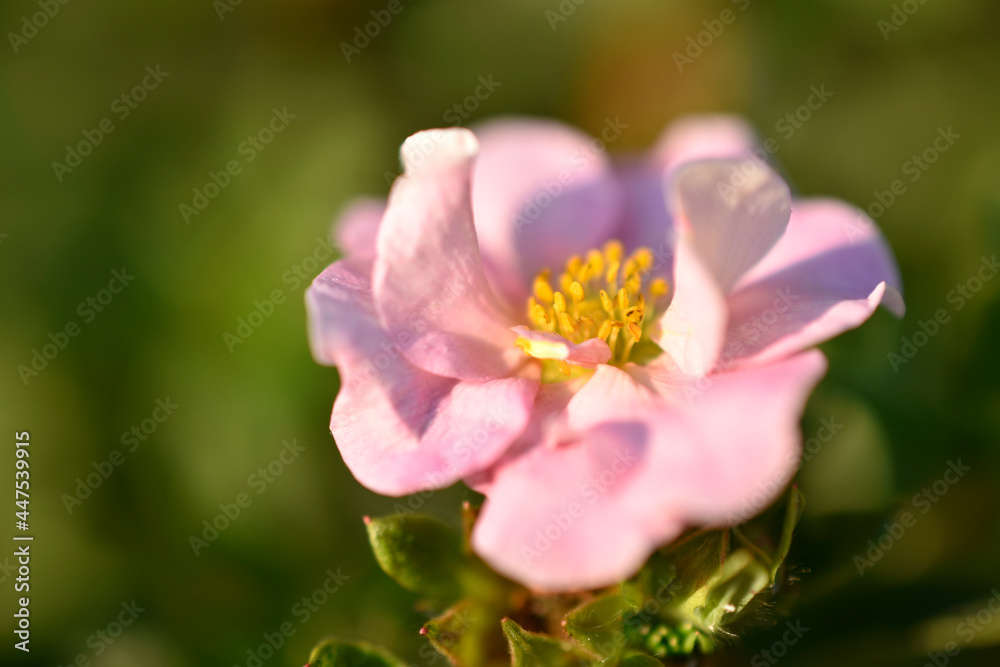Large beautiful pink flowers Lapchatka lat. Potentilla Large beautiful pink flowers Lapchatka lat. Potentilla