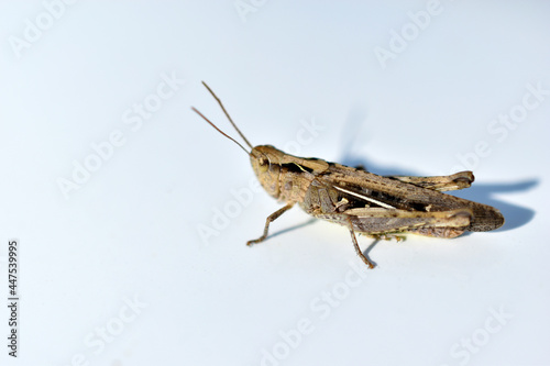 Green grasshopper Tettigonioidea on a white background