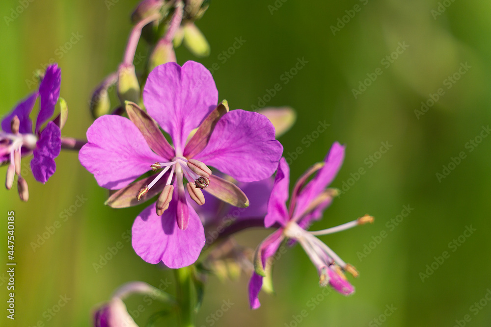 Fireweed flower close-up on a green background. Chamaenerion blooms in the field.