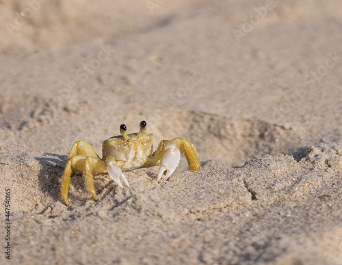 Siri caminhando na areia da praia sob a luz do Sol