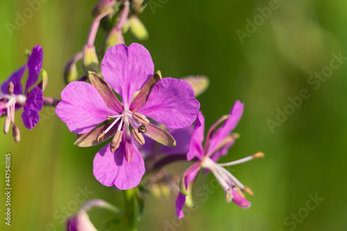 Fireweed flower close-up on a green background. Chamaenerion blooms in the field.