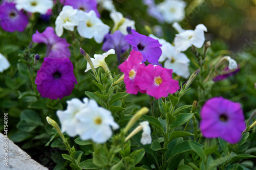 Red and white petunia flowers in the garden