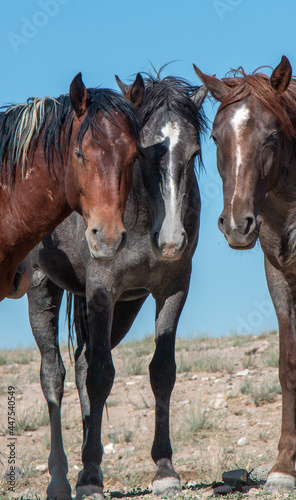 Beautiful Wild Horses in the Utah Desert © equigini