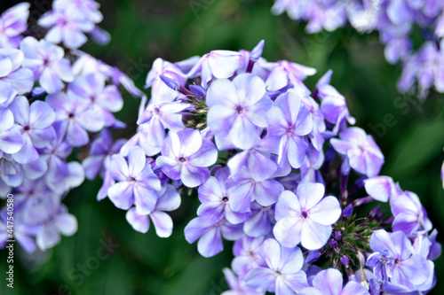 White small flowers phlox paniculate apple blossom