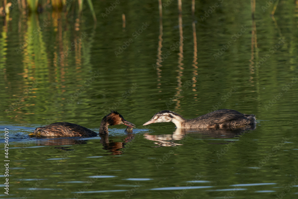 Great Crested Grebe (Podiceps cristatus) feedings its juvenile chick with a recently caught fish at Ham Wall in Somerset, United Kingdom. 