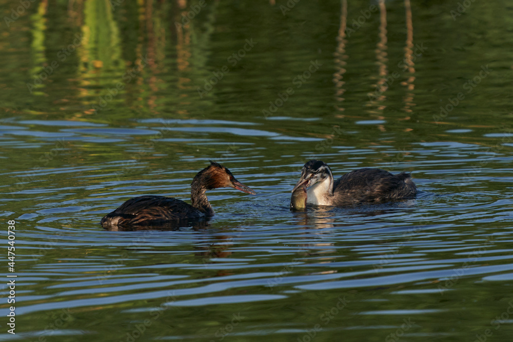 Great Crested Grebe (Podiceps cristatus) feedings its juvenile chick with a recently caught fish at Ham Wall in Somerset, United Kingdom. Great Crested Grebe (Podiceps cristatus) feedings its juvenile chick with a recently caught fish at Ham Wall in Somerset, United Kingdom.
