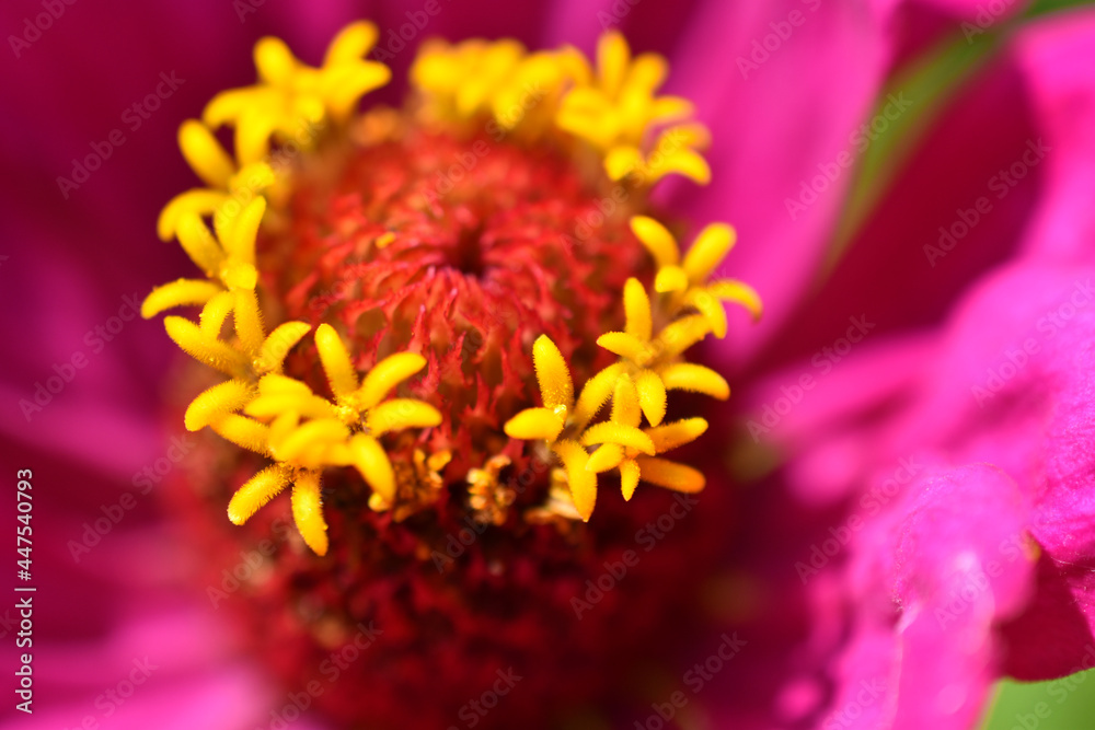 Yellow red white cynia close up macro photo Yellow red white cynia close up macro photo
