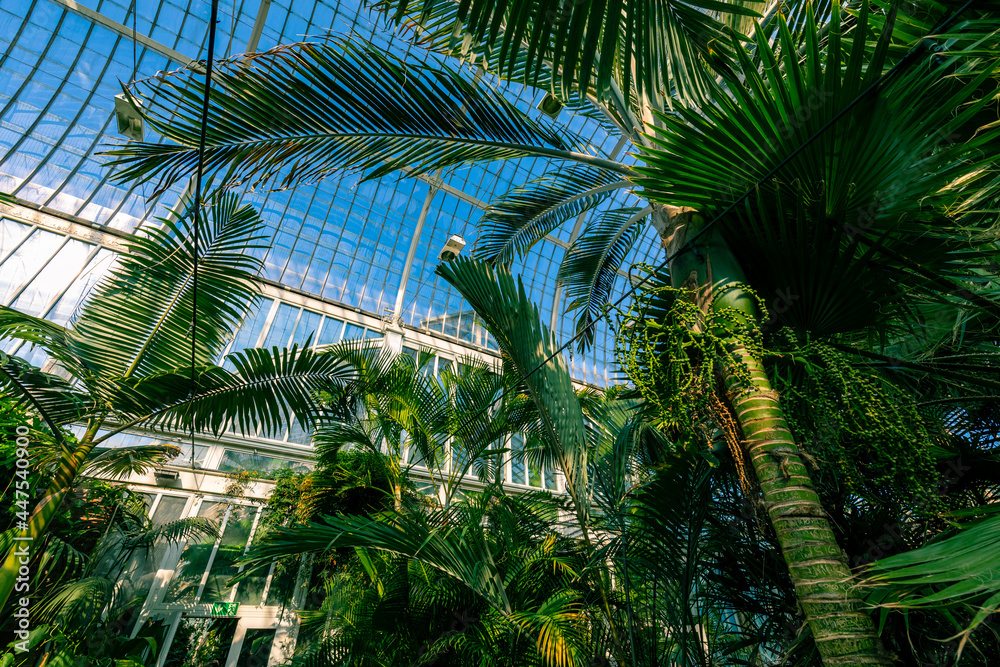 Obraz premium Tropical greenhouse glasshouse sunny interior full of fresh green plants. Natural Indoor decorative plants. Lush botanical garden. 