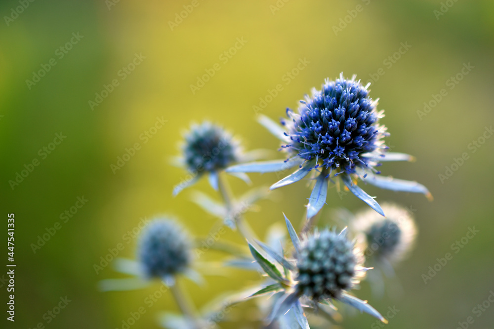 Echinops thistle with blue flowers close-up Echinops thistle with blue flowers close-up