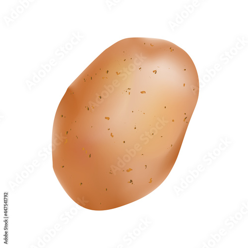Potato in realism style vector illustration isolated on white background.
