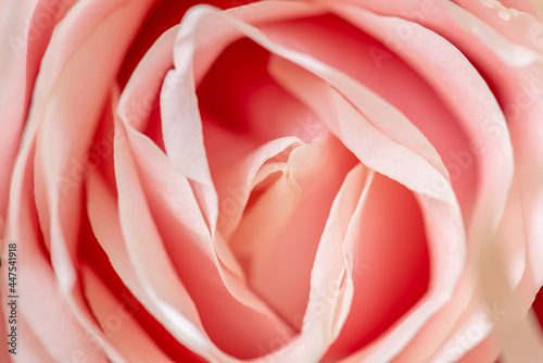 Closeup macro photo of pink rose petals.