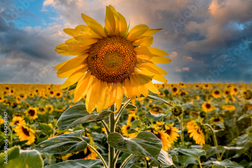 Beautiful bright sunflower against a stormy sky. Perfect desktop wallpaper. For design and interior decoration