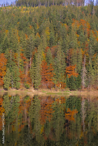 Picturesque lake in the autumn forest. Gorgeous scenery with a mirror reflection of a spruce forest on the water surface. Mountain Lake Synevyr in Carpathian, Ukraine. Zakarpattia.