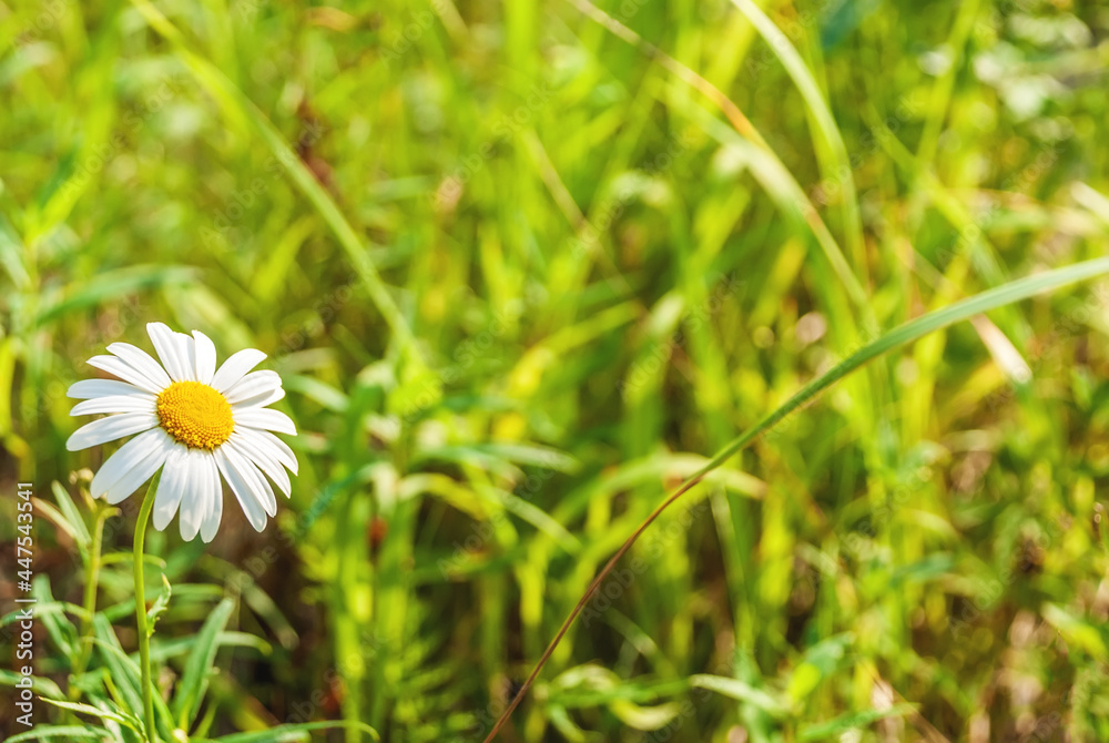 Field of camomiles at sunny day at nature. Camomile daisy flowers, field flowers, chamomile flowers, spring day