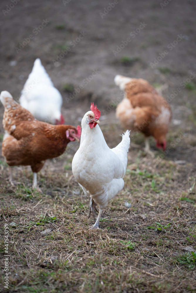 Fototapeta premium Glückliche Hühner