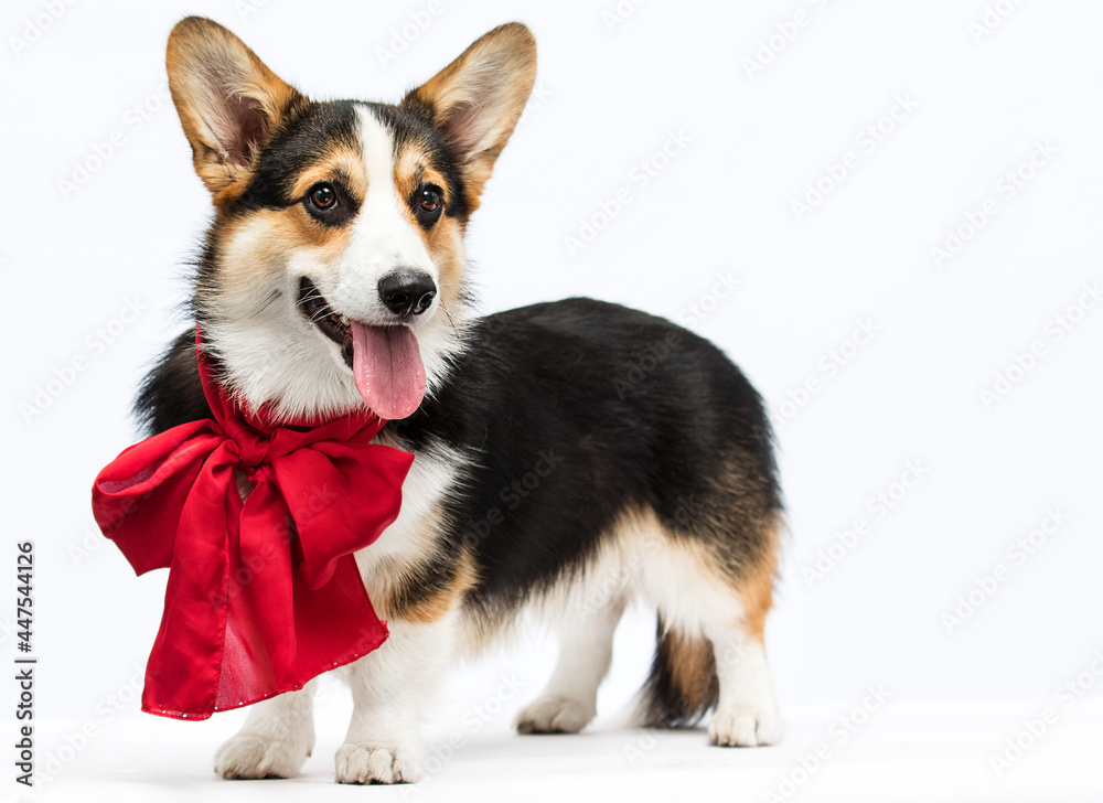 welsh corgi dog in a red bow on a white background welsh corgi dog in a red bow on a white background