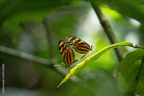 Butterflies 1 © Ovax