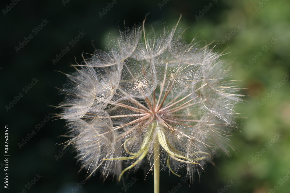 Fototapeta premium big white dandelion and green grass in the garden.