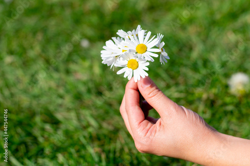 Little bouquet of delicate white flowers symbolizing purity. Blossoming opened daisies on bokeh background