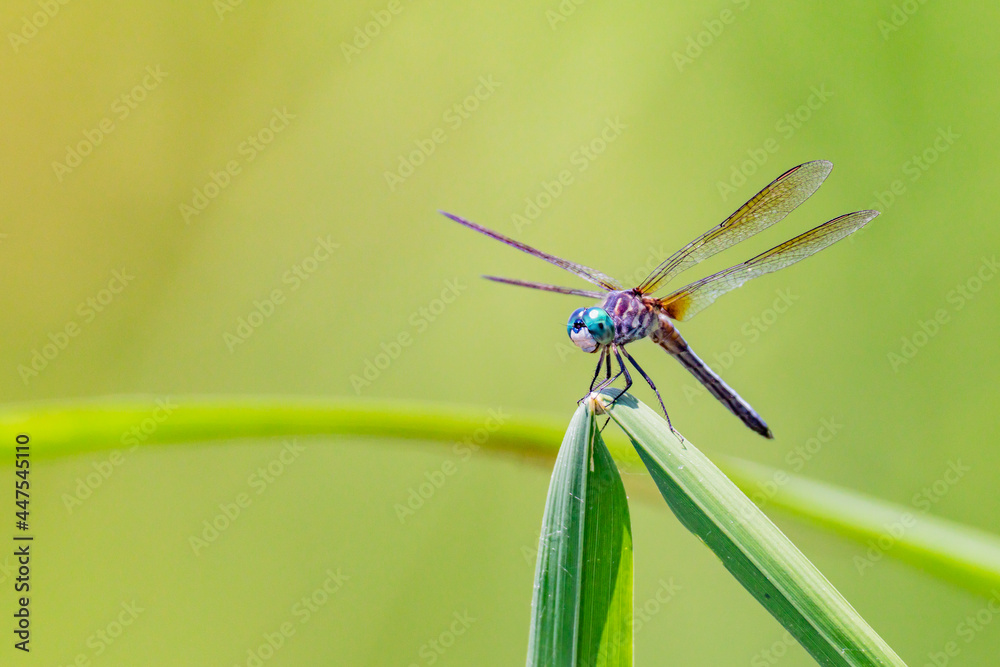 Fototapeta premium Dragonfly on a green reed
