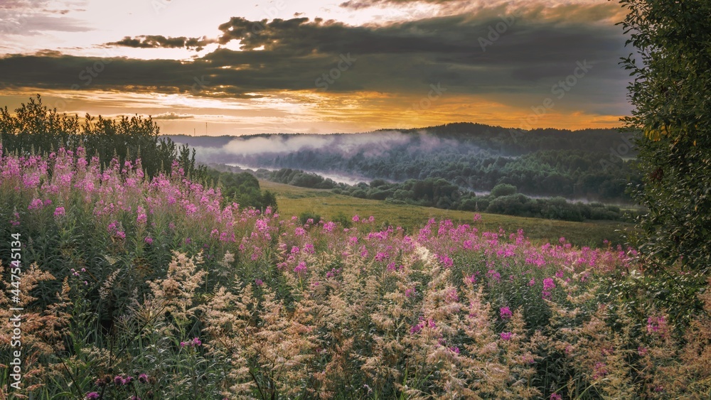 A view from a hill with purple flowers in the foreground to a river valley with creeping fog.