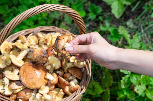 Little edible wild forest mushroom called suillus in ypung woman hand on bright sunlight. Seasonal vegetarian raw food