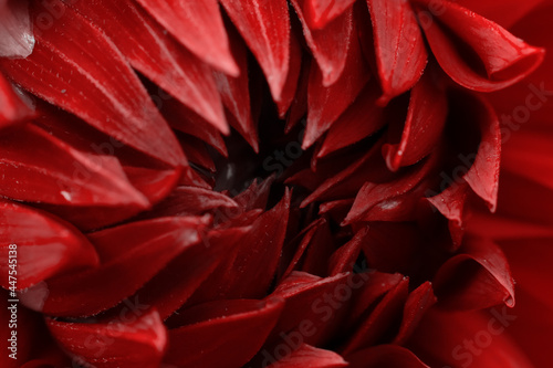 Red colored core of dahlia with lots of petals. Flower part macro photo