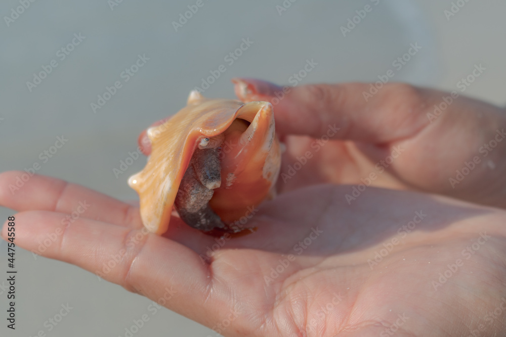 Caracol de mar sobre manos 
