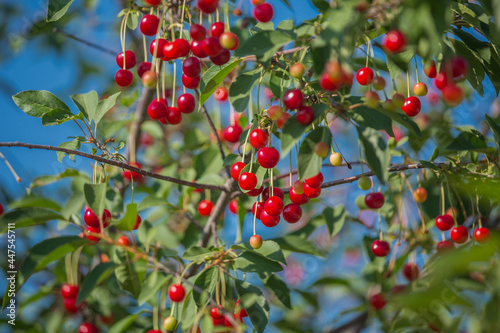 Cherries ripen on the tree on a summer day