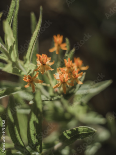 Closeup shot of butterfly weed (Asclepias tuberosa) photo