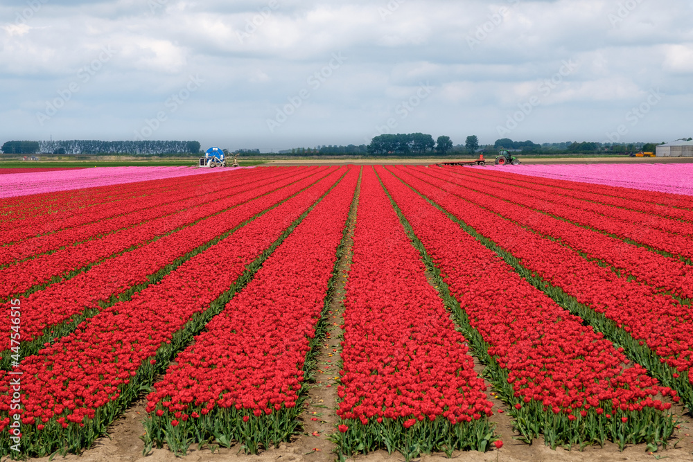 Tulip fields in Flevoland Province, The Netherlands