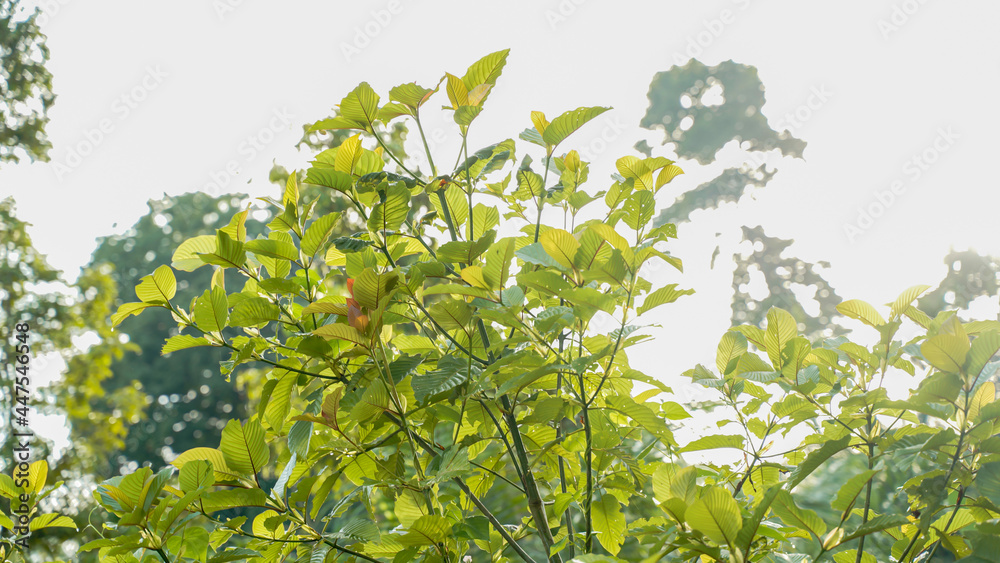 Obraz premium The tropical Kratom tree (Mitragyna speciosa). The leaves of the tree are a mild stimulant, and were traditionally chewed by farmers and labourers needing a boost or some light pain relief.