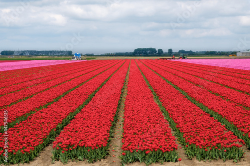 Tulip fields in Flevoland Province, The Netherlands photo