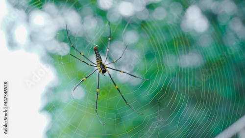 Close up macro shot of a Asia garden spider sitting in a spider web