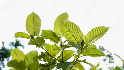 The tropical Kratom tree (Mitragyna speciosa). The leaves of the tree are a mild stimulant, and were traditionally chewed by farmers and labourers needing a boost or some light pain relief.