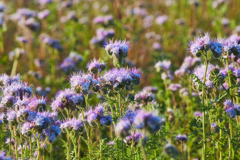 Fototapeta premium Phacelia. Close-up. A field with purple flowers.