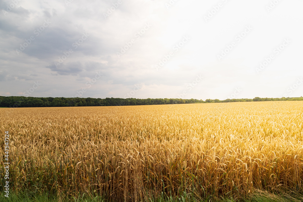 golden wheat field in summer. ripe ear before harvest