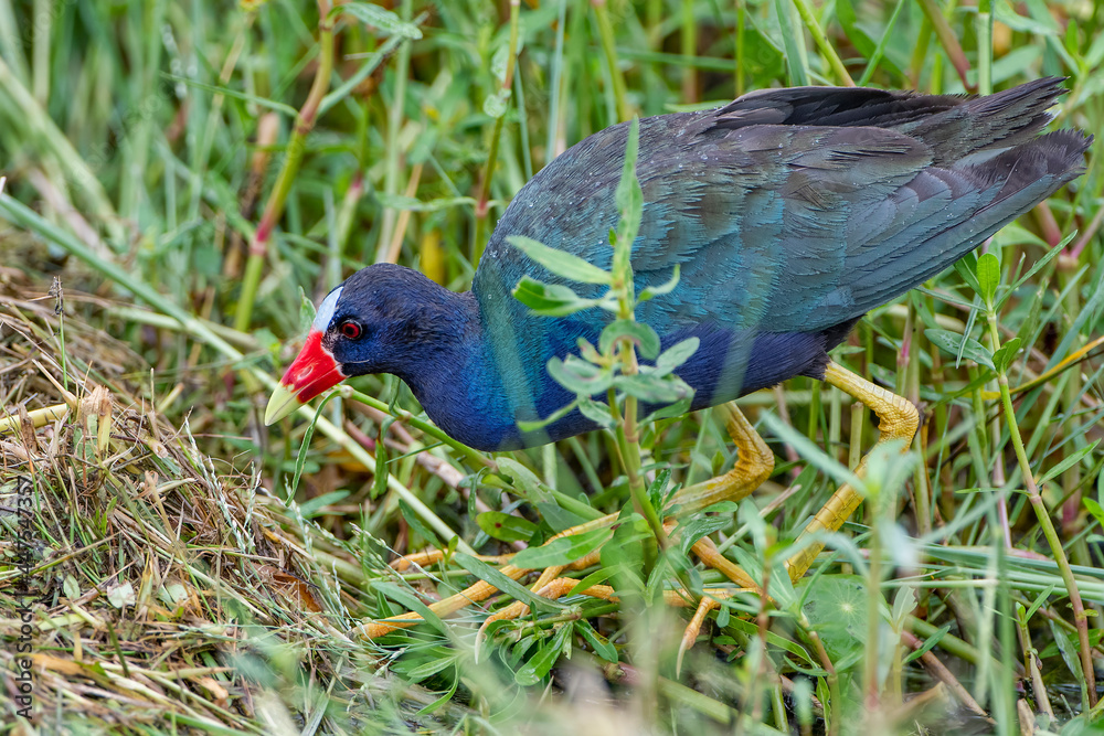 Purple Gallinule Foraging in Marsh in Cameron Parish Louisiana Purple Gallinule Foraging in Marsh in Cameron Parish Louisiana