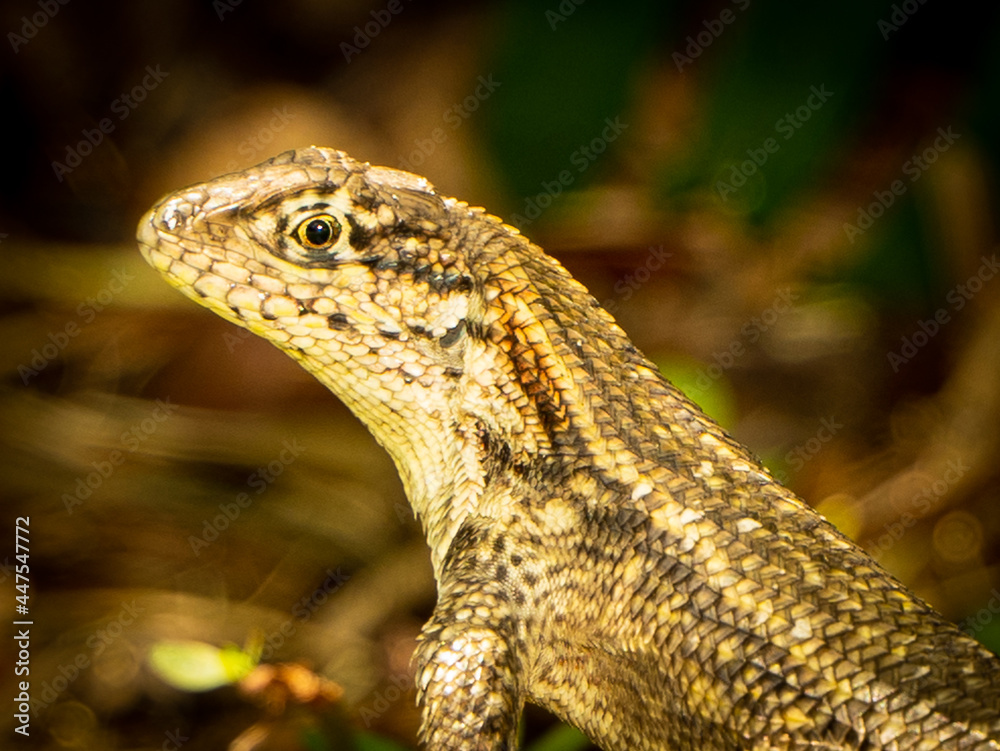Reptile,
Photography,
chameleon lizard,
wild animal,
Environment,
Avian,
Scenery,
Photo,
Wilderness,
Beautiful,
Wild,
Wildlife,
Domestic,
Rural,
Natural,
Fowl,
Beak,
Bird,
Animal,
Nature,
Reptile,
Photography,
chameleon lizard,
wild animal,
Environment,
Avian,
Scenery,
Photo,
Wilderness,
Beautiful,
Wild,
Wildlife,
Domestic,
Rural,
Natural,
Fowl,
Beak,
Bird,
Animal,
Nature,