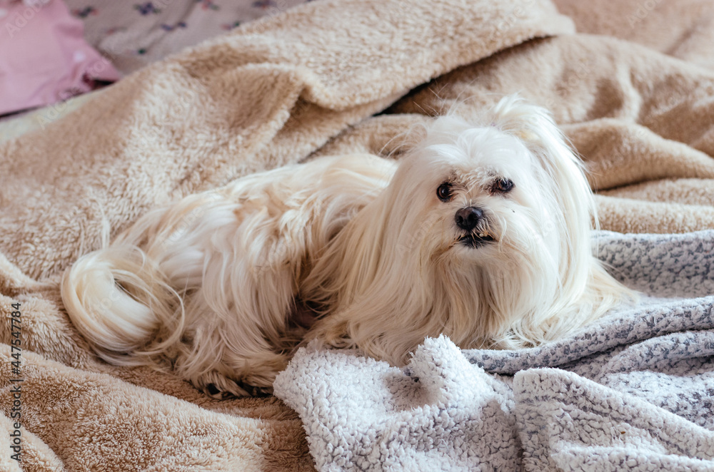 Cute Maltese puppy sleeping between the covers of a human bed looking at the camera Cute Maltese puppy sleeping between the covers of a human bed looking at the camera