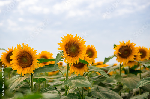 Yellow Sunflower field rural landscape. Harvest time agriculture farming oil production. Healthy oils